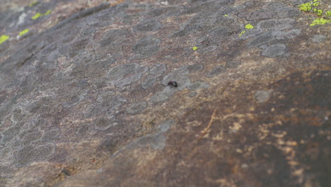 Ant-crawling-along-a-large-rock-face