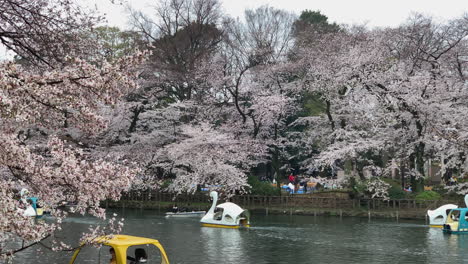 People-walk-behind-cherry-blossom-and-navigate-pedal-boats-by-the-lake-of-Inokashira-Park