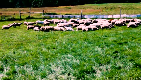 A-Border-Collie-herds-a-flock-of-Sheep-in-Harpswell,-Maine