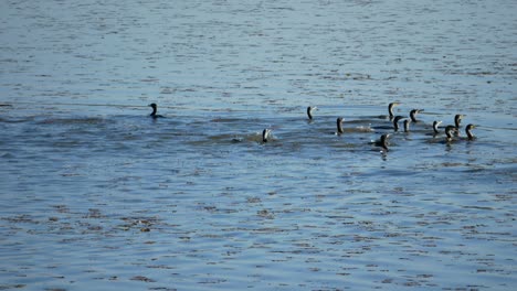 A-flock-of-comrmorants-swimming-towards-right