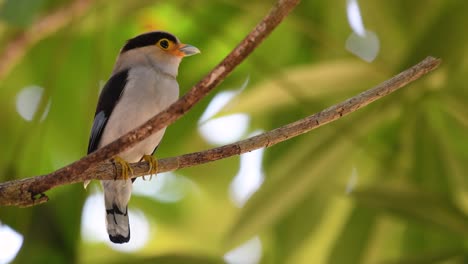 The-Silver-breasted-Broadbill-is-a-famous-bird-in-Thailand,-both-local-and-international