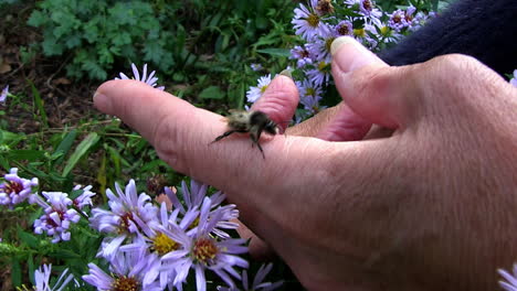 Eine-Seltene-Männliche-Schrille-Karderbiene,-Identifiziert-Von-Lauren-Kennedy-Vom-Bumblebee-Conservation-Trust,-Kent,-Großbritannien,-Oktober-2019