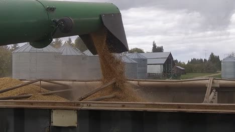 Green-combine-unloading-dusty-barley-into-a-truck