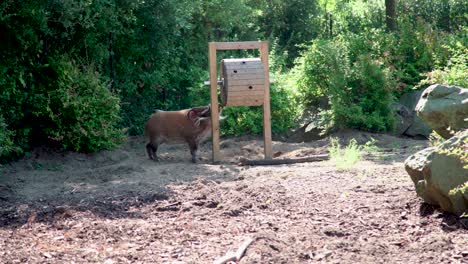 Red-River-Hog-spinning-a-wheel-looking-for-truffles-at-Diergaarde-Blijdorp-Rotterdam