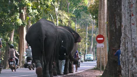 Mittlere-Aufnahme-Von-Elefanten,-Die-Am-Straßenrand-Von-Angkor-Wat-Spazieren-Gehen