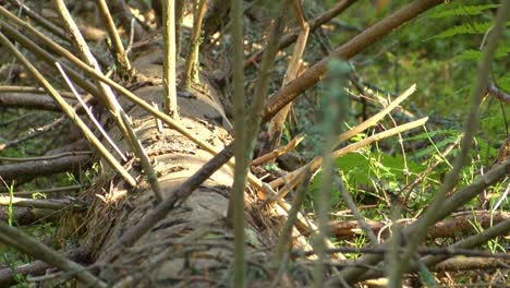 The-dry-sick-tree-is-lying-in-the-middle-of-the-forest