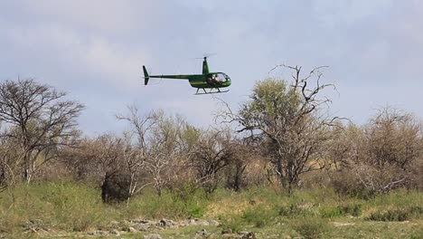 Helicopter-pilot-in-Africa-uses-rotor-wash-to-stimulate-sedated-rhino