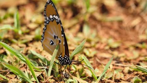 African-Monarch-Butterfly-on-ground,-takes-off-and-flies-away