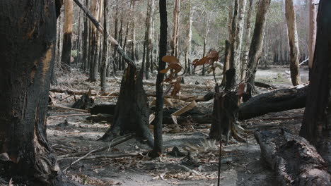 Statische-Aufnahme-Verbrannter-Baumstümpfe-Im-Australischen-Busch-Nach-Einem-Buschfeuer