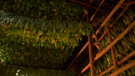 Farmes-Arreglando-El-Tabaco-Dentro-De-La-Casa-De-Secado-Para-Ser-Curado