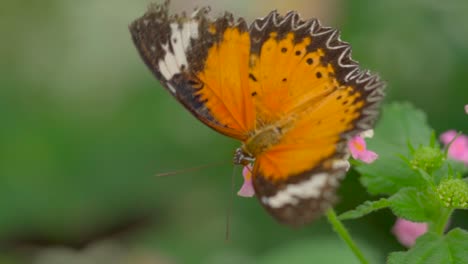 Macro-close-up-shot-of-pretty-butterfly-sitting-on-flower,-enjoying-the-nature