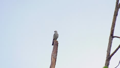Mississippi-Kite-bird-perched-on-a-dead-tree-with-clear-sky-background