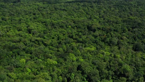 Hermosa-Selva-Tropical-De-Surinam,-Inclinación-Aérea-Revela-Un-Dosel-Grueso