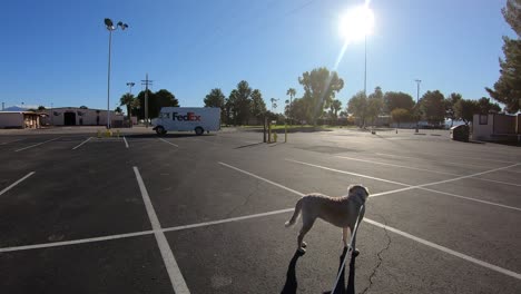 Hund-An-Der-Leine,-Der-An-Einem-Sonnigen-Tag-Einen-Fedex-LKW-Beobachtet,-Der-Durch-Einen-Parkplatz-Fährt