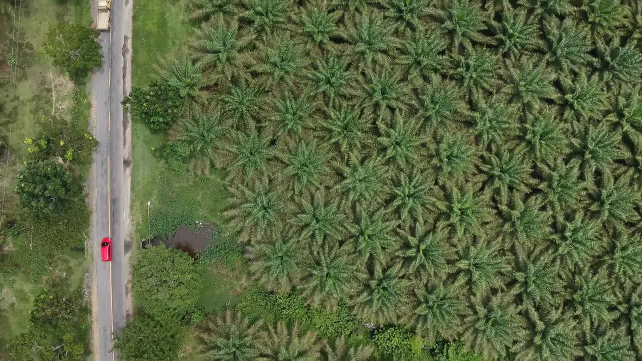 Green And Lot Of Palm Oil Tree Free Stock Video Footage Download Clips