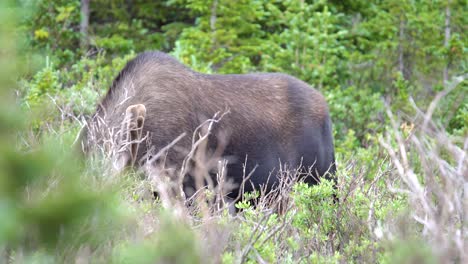 Closeup-view-of-moose-grazing-in-the-forests-of-Rocky-Mountains
