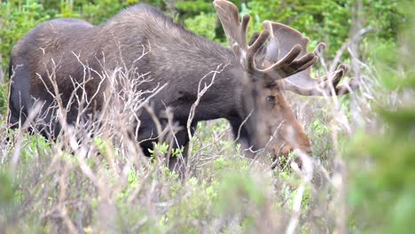 Closeup-view-of-moose-grazing-in-the-forests-of-Rocky-Mountains