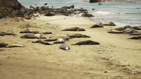 Large-group-of-adult-Elephant-Seals-take-an-afternoon-nap-on-a-yellow-sand-beach-in-California,-USA