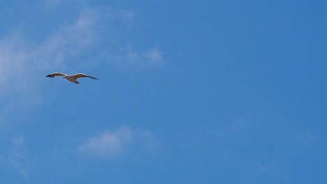 Tracking-shot-of-seagull-flys-and-shits-during-flight-against-blue-sky-in-air