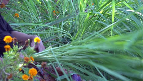 Anciana-Camboyana-Recogiendo-Plantas-Del-Campo