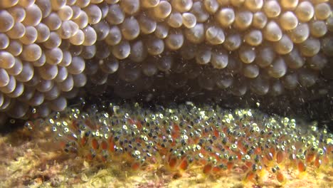 Anemone-fish-eggs-close-up