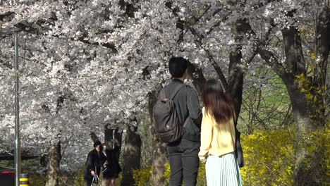 Parejas-Coreanas-Tomando-Fotos-Con-Hermosas-Flores-De-Cerezo-Durante-La-Epidemia-De-Coronavirus-Usando-Máscaras-Médicas-El-4-De-Abril