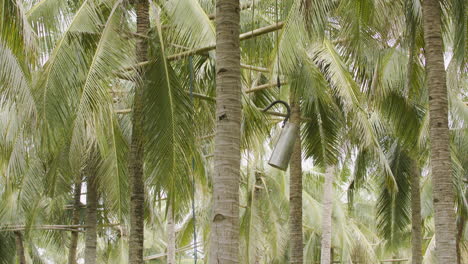 Granjero-Filipino-Bajando-El-Néctar-De-Coco-Cosechado-Desde-La-Parte-Superior-Del-Cocotero