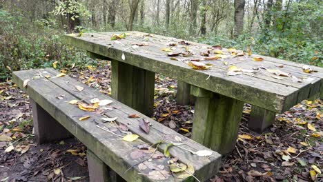 Picknicktisch-Aus-Holz-Im-Herbstwald,-Der-Mit-Saisonalen-Landschaftsblättern-Bedeckt-Ist,-Laub-Dolly-Rechts