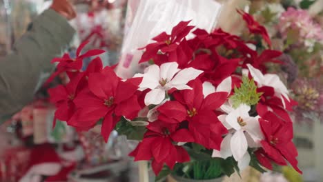 Red-And-White-Poinsettia-Flowers-For-Christmas-Decorations-For-Sale-In-Market-In-Tokyo,-Japan