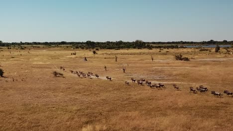 Vuelo-Aéreo-Sobre-La-Vista-De-Una-Gran-Manada-De-Antílopes-Lechwe,-Gacelas-Y-Cebras,-Manada-De-Búfalos-Del-Cabo-Pastando-Y-Corriendo-En-El-Delta-Del-Okavango,-Botswana,-áfrica