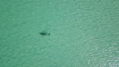 Birds-eye-view-of-a-dolphin-swimming-in-the-shallow-waters-of-Indian-Ocean-near-the-coast-of-Western-Australia-during-hot-summer-day