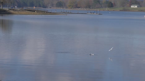 Möwen-Fliegen-In-Zeitlupe-Auf-Dem-See-Ins-Wasser