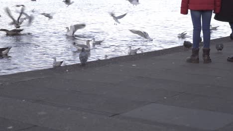 Ducks,-sea-gulls,-and-pigeons-flock-together-looking-for-food-near-some-people-in-a-lake