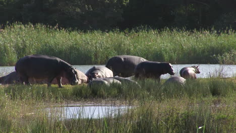 Hipopótamos-Alrededor-De-La-Región-Del-Río-En-El-Parque-Nacional