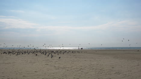 Bird-Migration---Flock-Of-Migratory-Birds-Flying-And-Resting-On-The-Sandy-Shore-Of-Ijmuiden-Beach-During-Migration-Season-In-The-Netherlands