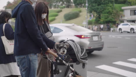 Owner-Petting-The-Head-Of-Miniature-Schnauzer-On-A-Dog-Stroller-With-Traffic-In-Background