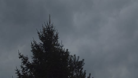 Grüner-Nadelbaum,-Der-Sich-Im-Hintergrund-In-Windwolken-Wiegt