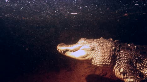 Alligator,-Der-Nachts-Unter-Wasser-Slomo-Liegt