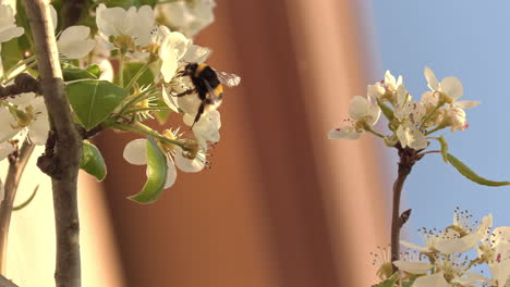 Honey-bee-walking-through-some-flowers-with-the-sunset-light,-other-floats-out-of-focus-in-the-background