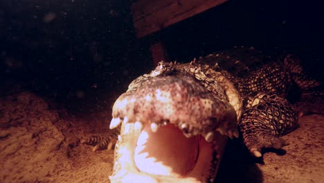 Alligator-Unter-Wasser-Unter-Dem-Dock-öffnet-Den-Mund-Als-Warnung-Für-Kamera-Slomo