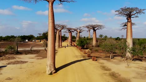Avenue-of-the-Baobabs,-Madagascar
