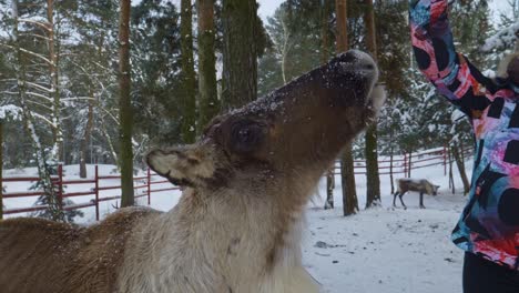 Young-woman-feeding-a-rain-deer-in-beautiful-winter-scenery