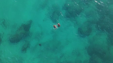 Tortugas-Marinas-Verdes-Copulando-Y-Respirando-En-Agua-Azul-Transparente-Del-Océano-Pacífico,-Vista-Aérea-De-La-Vista-Superior-De-Exmouth-Occidental-De-Australia