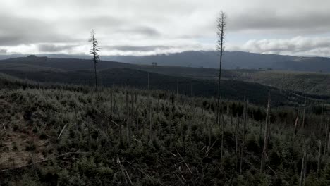 Several-large-evergreen-trees-dominate-a-field-recently-clear-cut-and-replanted,-aerial