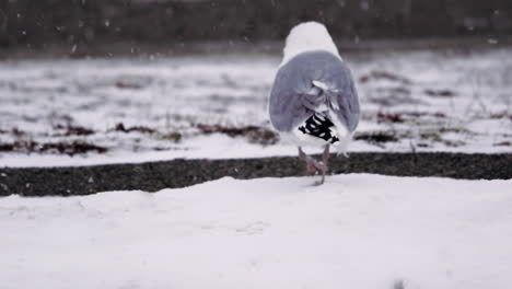 Heron-Gull-in-snow-walking-away-from-camera,-snowy-beach