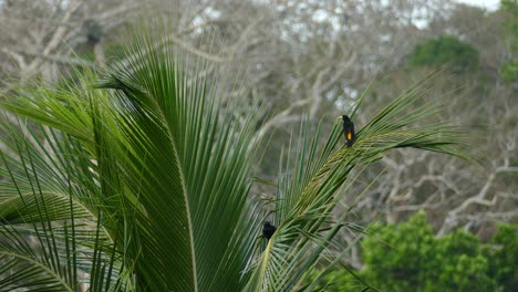 Large-black-and-yellow-birds-perched-in-top-of-palm-tree-inside-tropical-forest