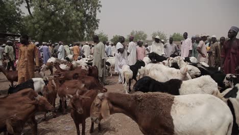 Mercado-De-Ganado-En-El-Norte-De-Nigeria