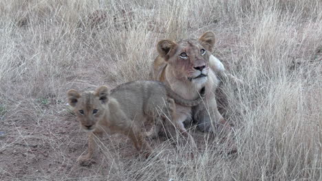 Ein-Kleines-Löwenjunges-Gibt-Einem-älteren-Geschwister-In-Der-Wildnis-Afrikas-Den-Kopf-Kraulen