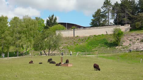 Vieh-Weidet-Auf-Den-Feldern-Rund-Um-Das-Kriegerdenkmal-Von-Caen-Normandie-Frankreich