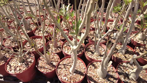 Close-Up-Of-Pots-Of-Desert-Rose-Plants-For-Sale-At-A-Nursery